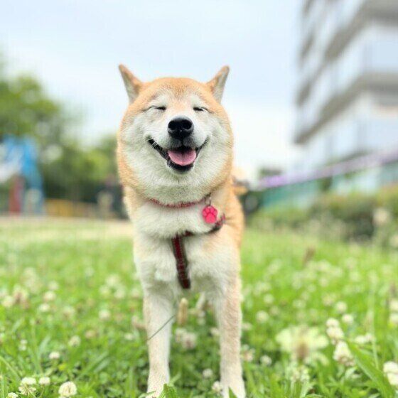 保護犬をお迎えする際の飼い主の心構えとは? いぬのきもち