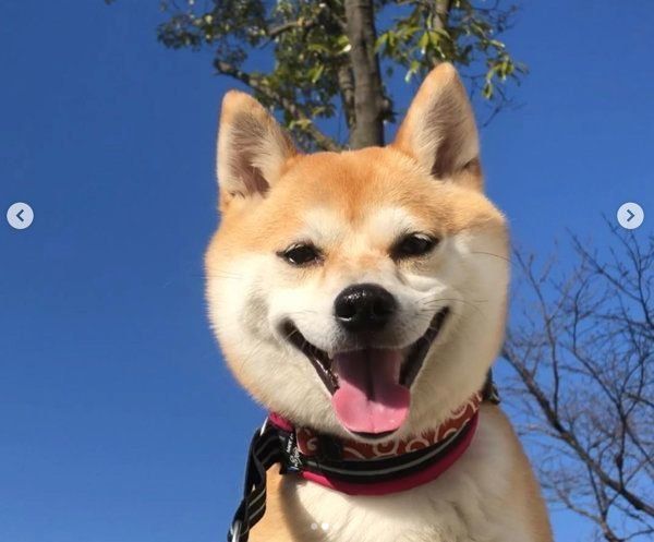 笑顔がかわいい豆柴