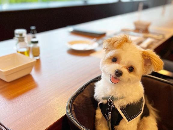 ドッグカフェでペットカート(バギー)に乗る犬