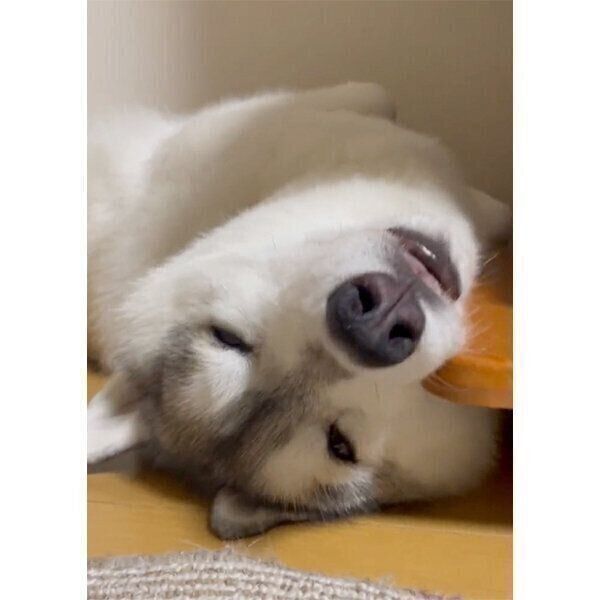 されるがままのユキちゃん