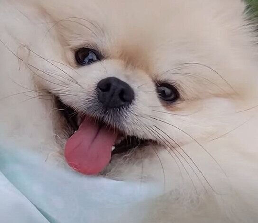 愛犬の可愛い ふわふわお尻 をこっそり追いかけるパパさん まさかの逆襲にあう いぬのきもちweb Magazine 愛犬の可愛い ふわふわお尻 をこっそり追いかけるパパさん まさかの逆襲にあう いぬのきもちweb Magazine