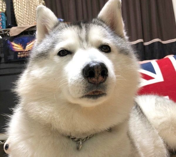 魂が抜けたような表情になるシルビアちゃん