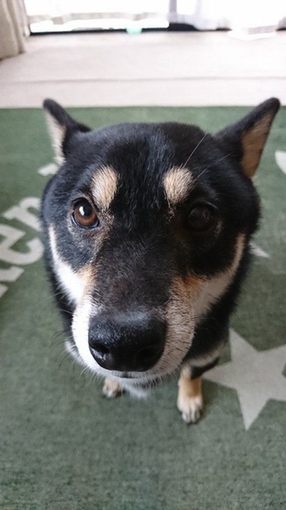 オスワリする柴