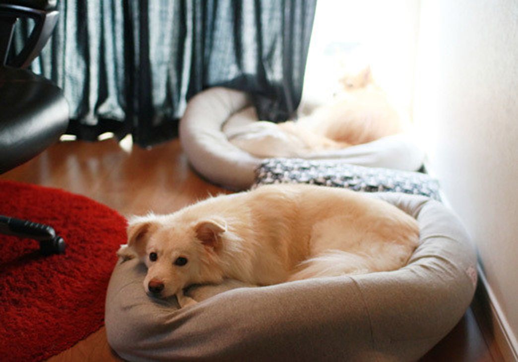 大福のいない部屋 穴澤賢の犬のはなし いぬのきもちweb Magazine 大福のいない部屋 穴澤賢の犬のはなし いぬのきもちweb Magazine