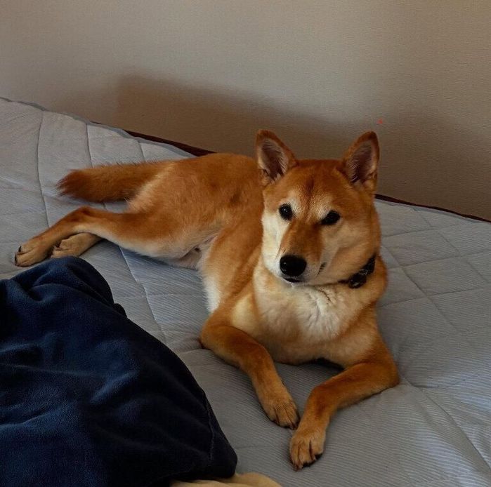 布団の上でくつろぐ犬