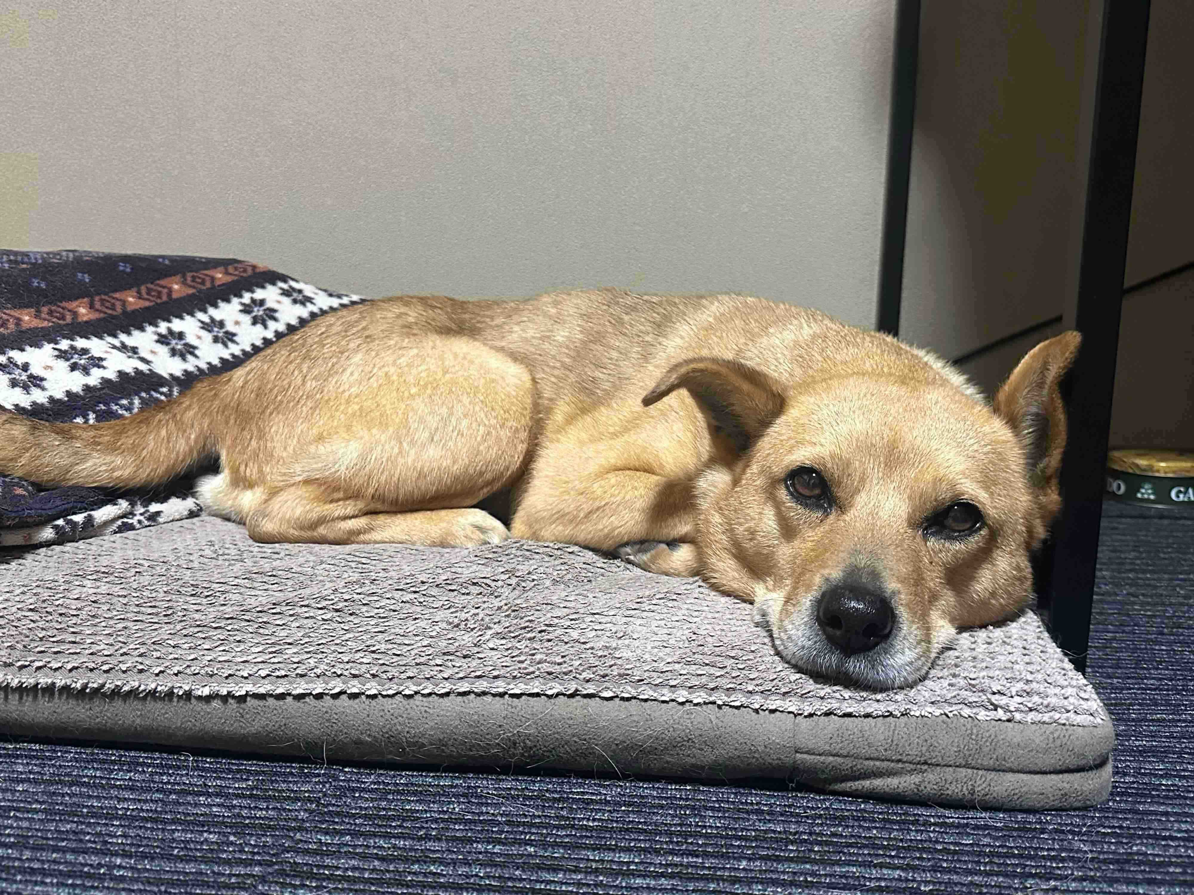 まったりするボビちゃん