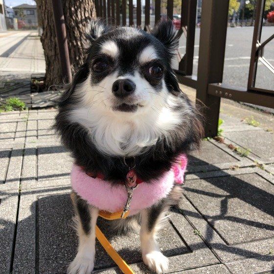 なんだって？ウンチを拾わない人がいるって？！