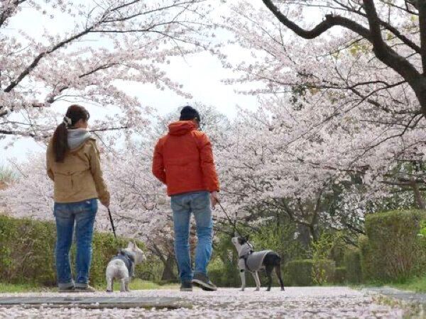 お出かけを楽しむぽんちゃん、ぴこちゃん