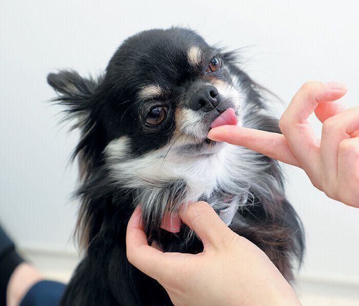 ペーストをなめる犬