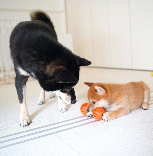 のんちゃんを見守るあさちゃん