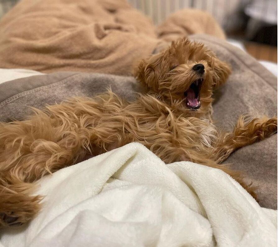 あくびをするアルフォンスくん