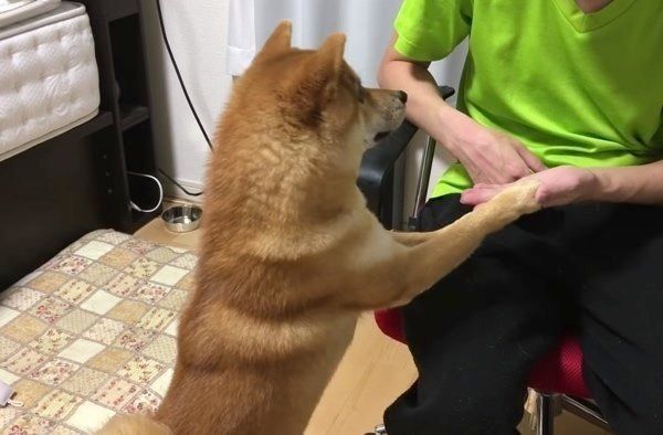 かまってほしい柴犬