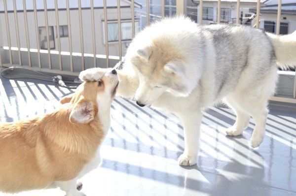 ムギちゃんをヨシヨシするキャリーちゃん
