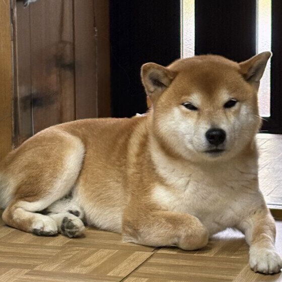 柴　早く散歩行こうよー