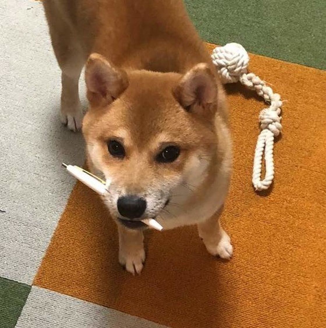 それは困る いままでで一番驚いた 愛犬のイタズラ を大調査 いぬのきもちweb Magazine それは困る いままでで一番驚いた 愛犬のイタズラ を大調査 いぬのきもちweb Magazine