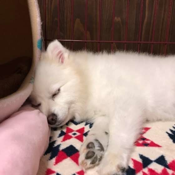 おやすみ♡メルちゃん