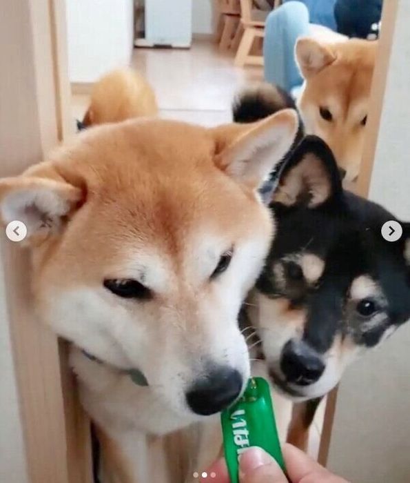 ちゅ〜るを食べるモカちゃん・アンちゃん・サラちゃん