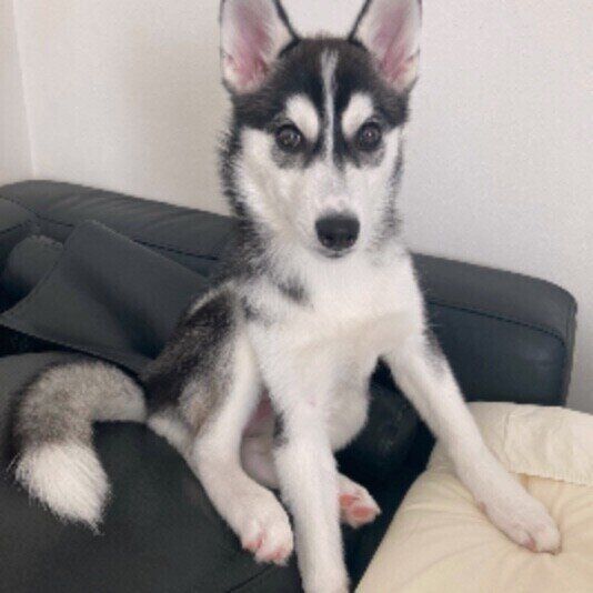 見つめるシベリアン・ハスキー