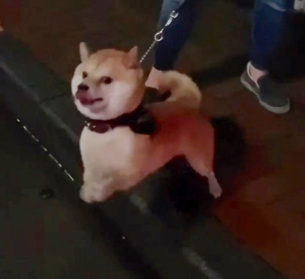 踏切を怖がる豆千代くん