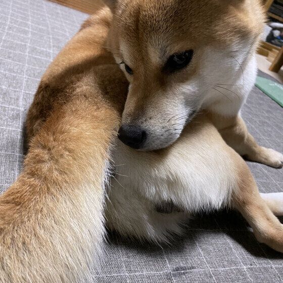 柴のぽんたくん