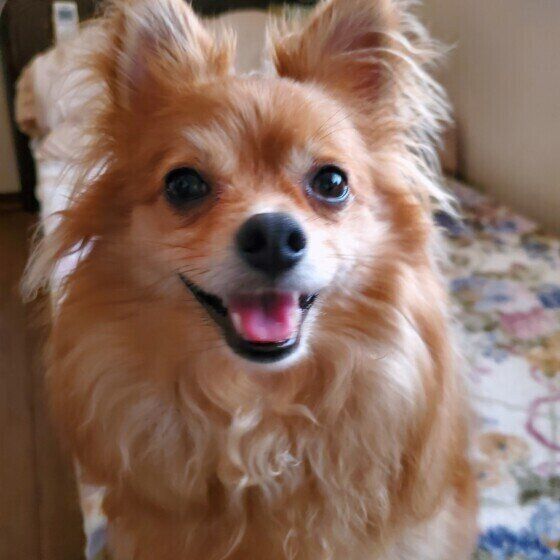 Mix小型犬のポメチくん