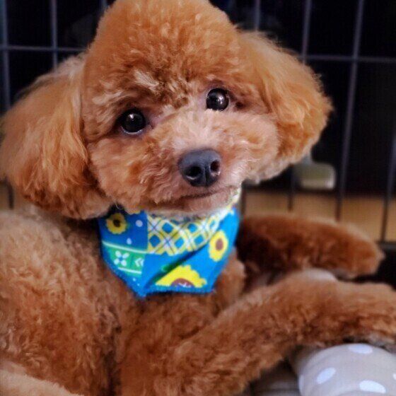 犬のトリミングを行う際の注意点 愛犬のカットスタイルを選ぶ際に考えておきたいこと いぬのきもち