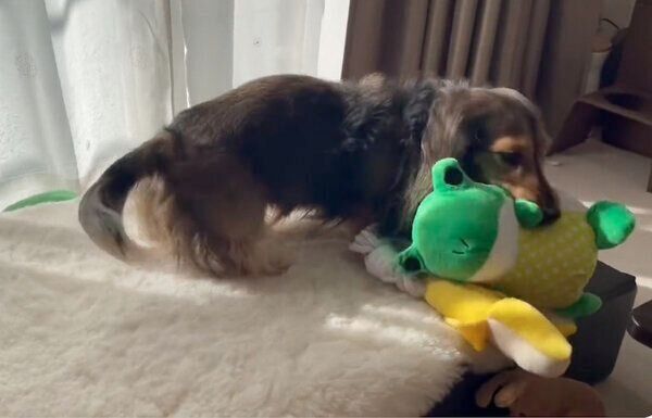 カエルくんと遊ぶるのんくん