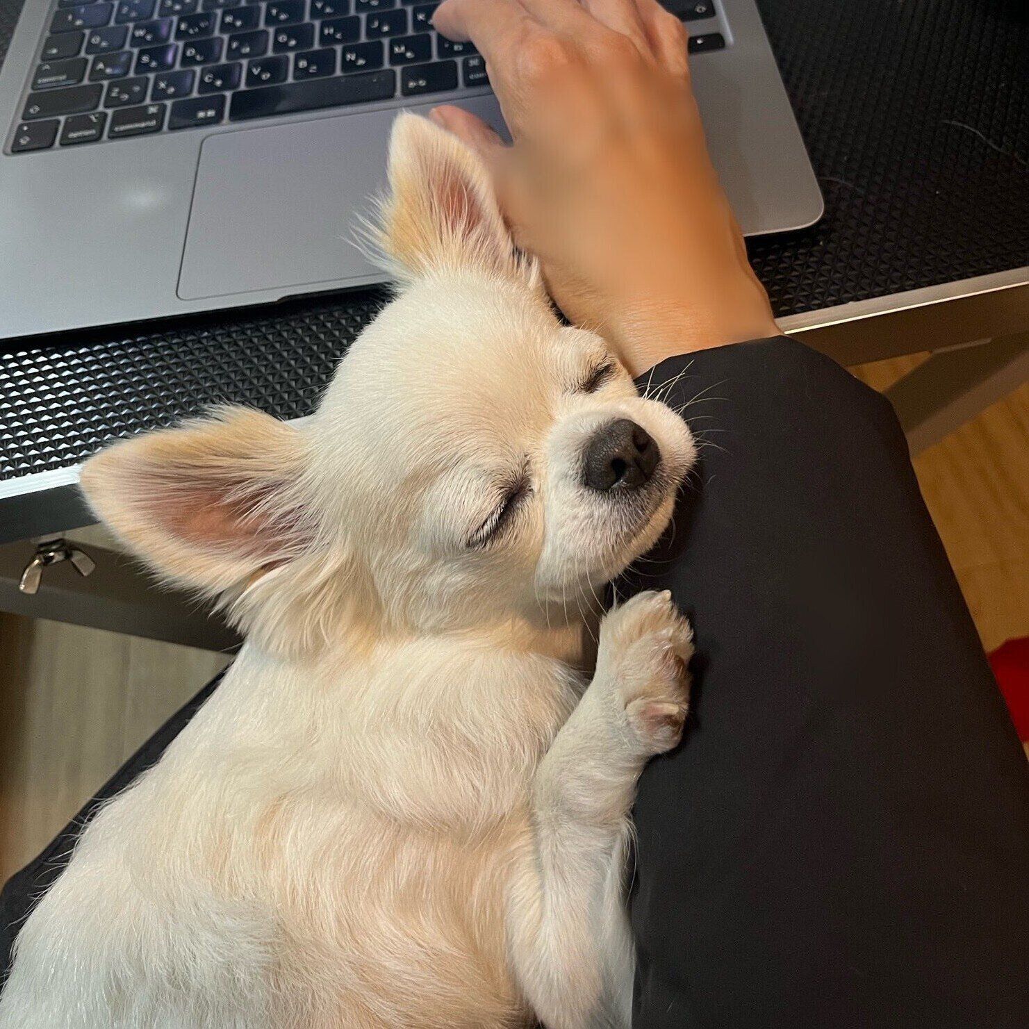 「かわいい」といった声が多数集まるなど、注目を浴びたプーパくんの写真