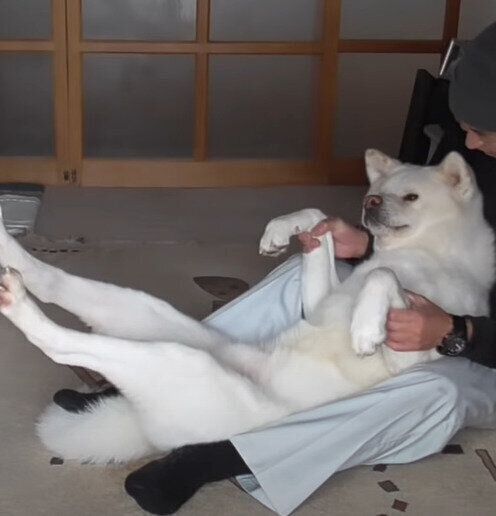 足をピーンとする秋田犬