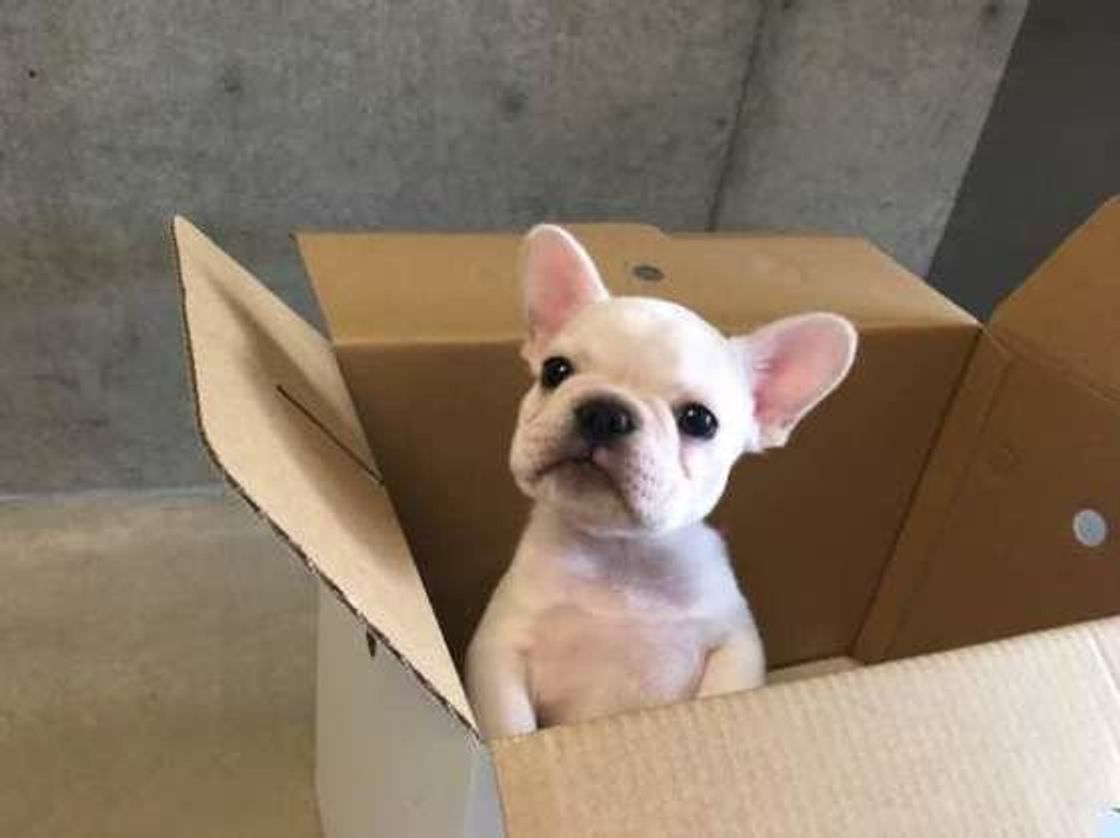 かかると完治が難しい犬の糖尿病 早期発見 予防につながることって いぬのきもちweb Magazine かかると完治が難しい犬の糖尿病 早期発見 予防につながることって いぬのきもちweb Magazine