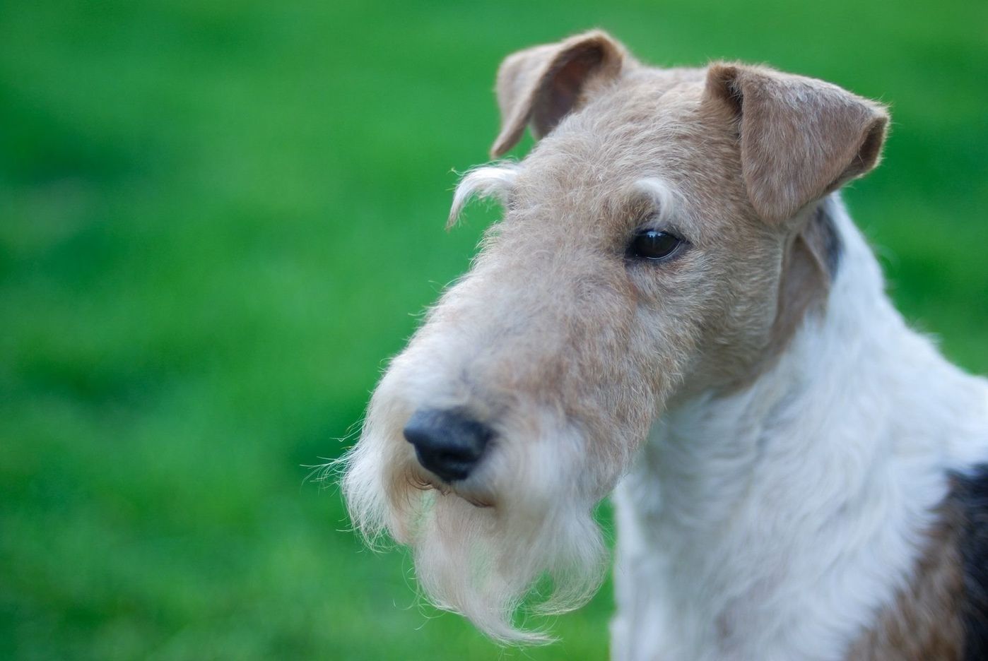 ワイアー フォックス テリアの特徴と性格 飼い方 価格相場など 犬図鑑 いぬのきもちweb Magazine ワイアー フォックス テリアの特徴と性格 飼い方 価格相場など 犬図鑑 いぬのきもちweb Magazine