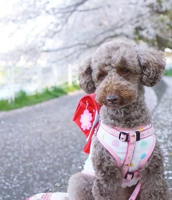 桜を見るトイ・プードル