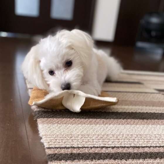 いたずらをする犬