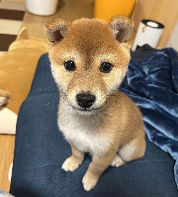 見つめるイチローくん