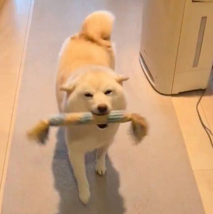 おもちゃをくわえて「ヒコーキ耳」でポテポテ歩く餅子ちゃん