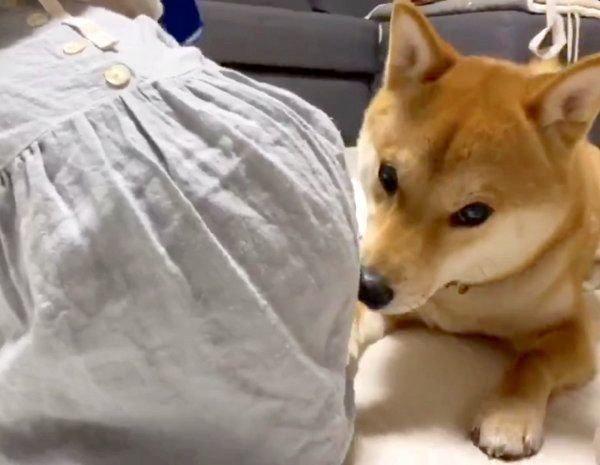 妹ちゃんのおしりのニオイを嗅ぐりんご郎くん