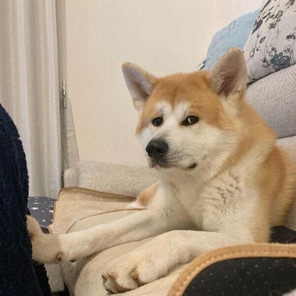 飼い主さんの背骨を押す大吉くん