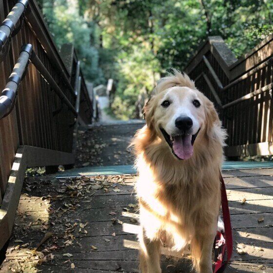 ニコニコのゴールデン・レトリーバー