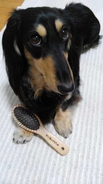 ブラッシング待ちのダックス