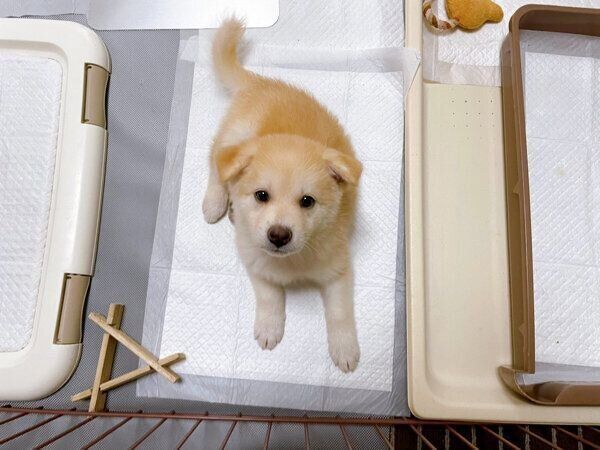 家にお迎して10日ほど経過したときのクーちゃん