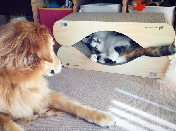 ゴールデン・レトリーバーの小麦ちゃんと猫の豆ちゃん