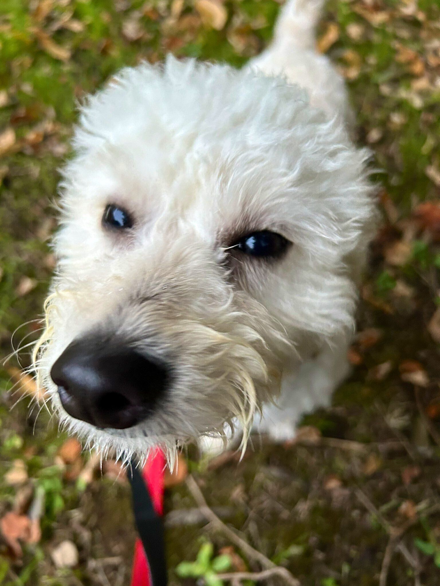 お散歩中のソラくん