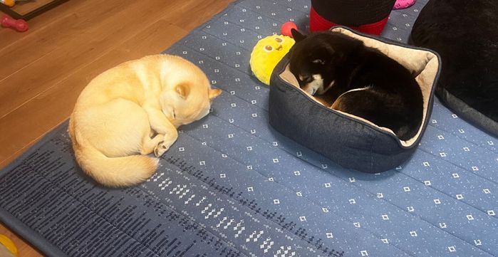 同じような格好で眠るあのんちゃん、つきひちゃん