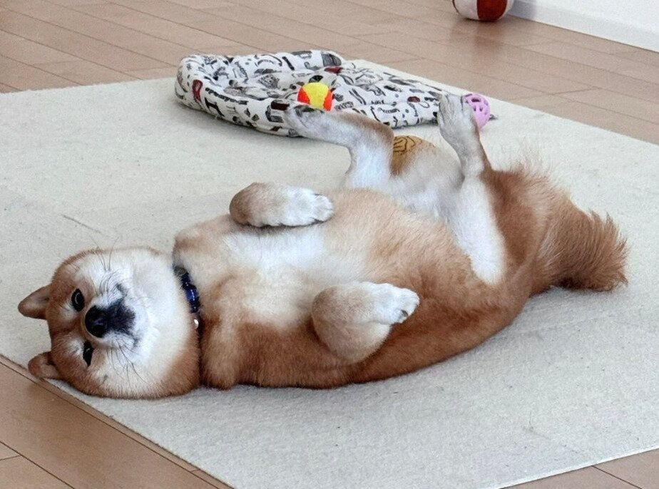 床でゴロゴロするたわしくん
