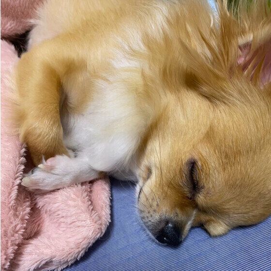 チワワ　かわいい寝顔
