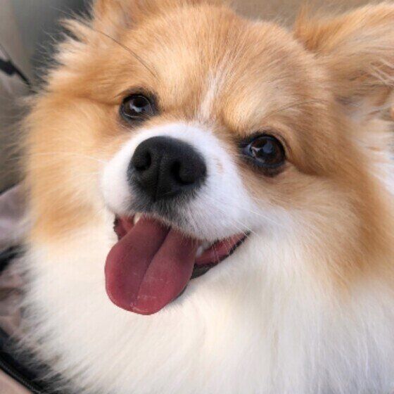 犬がマウンティングする理由 やめさせたい時の対処法は いぬのきもちweb Magazine