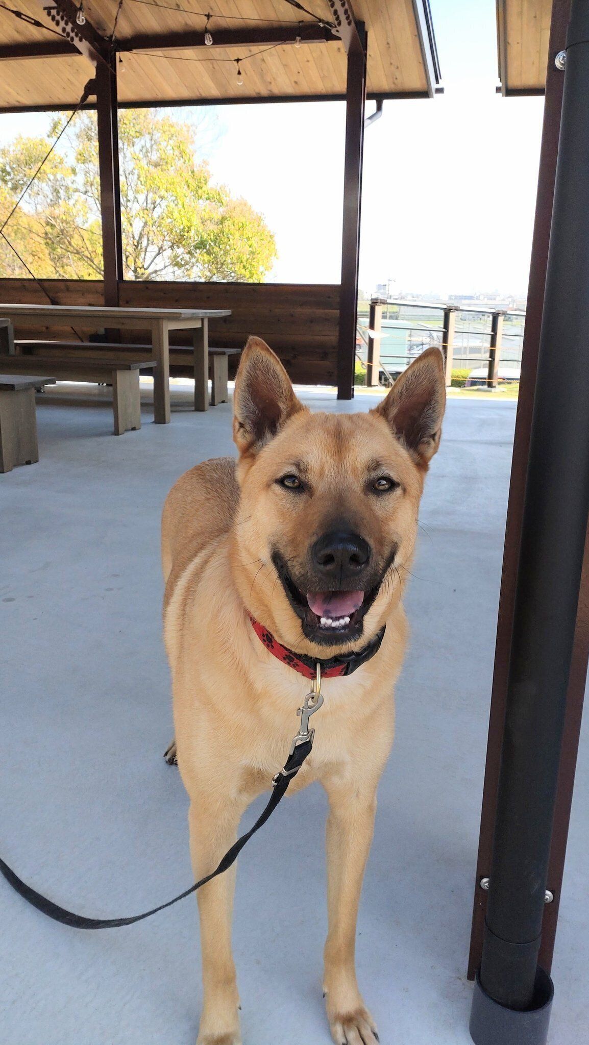 外でのお散歩中、ほほえむ様子の犬