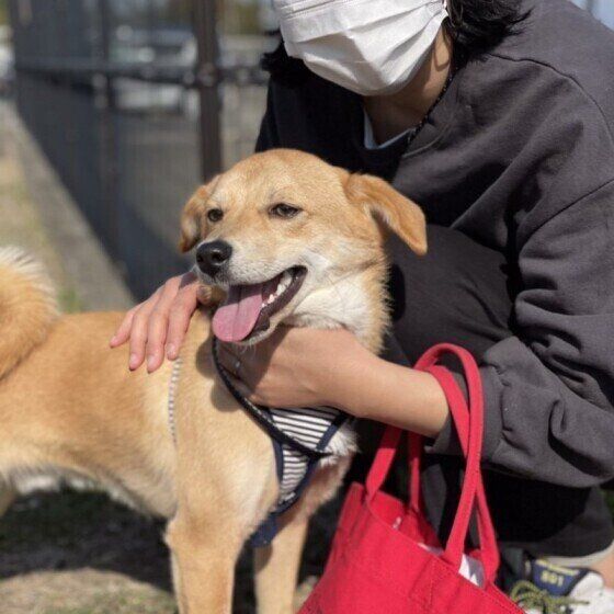 ドッグランに来た犬