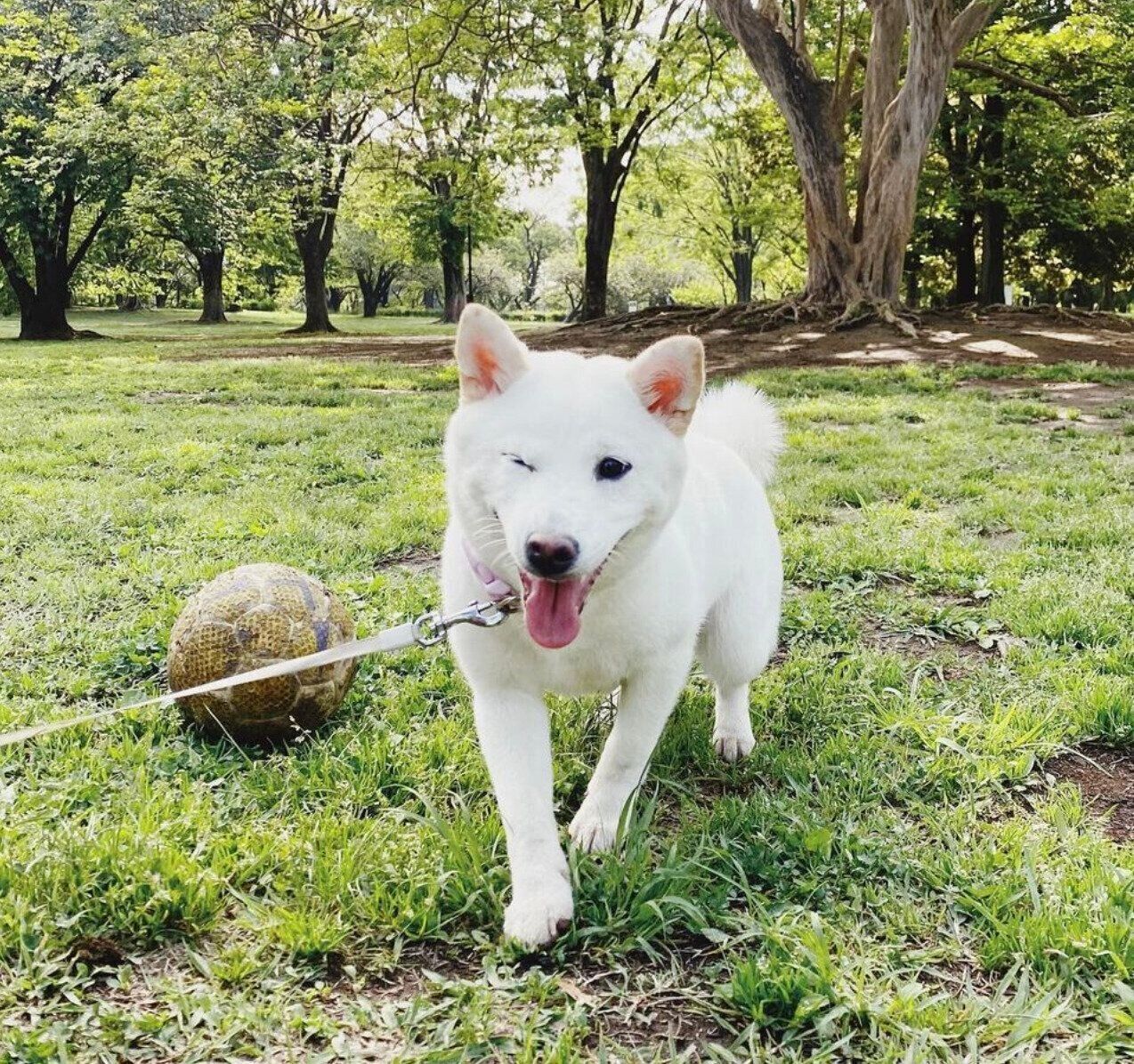 遊ぶぺるちゃん
