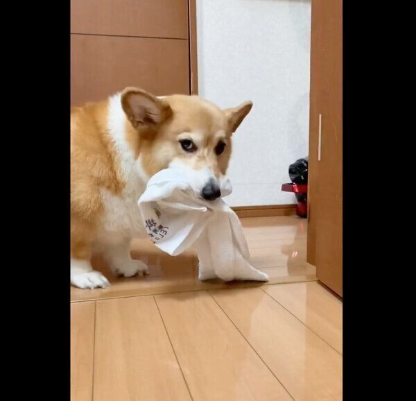 タオルをくわえるベルちゃん